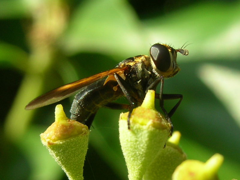 Trichopoda pictipennis (Tachinidae)